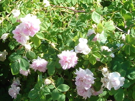 The Loyalist rose in Kingsville in 2006