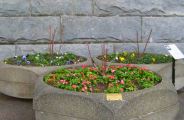 Victoria rose garden